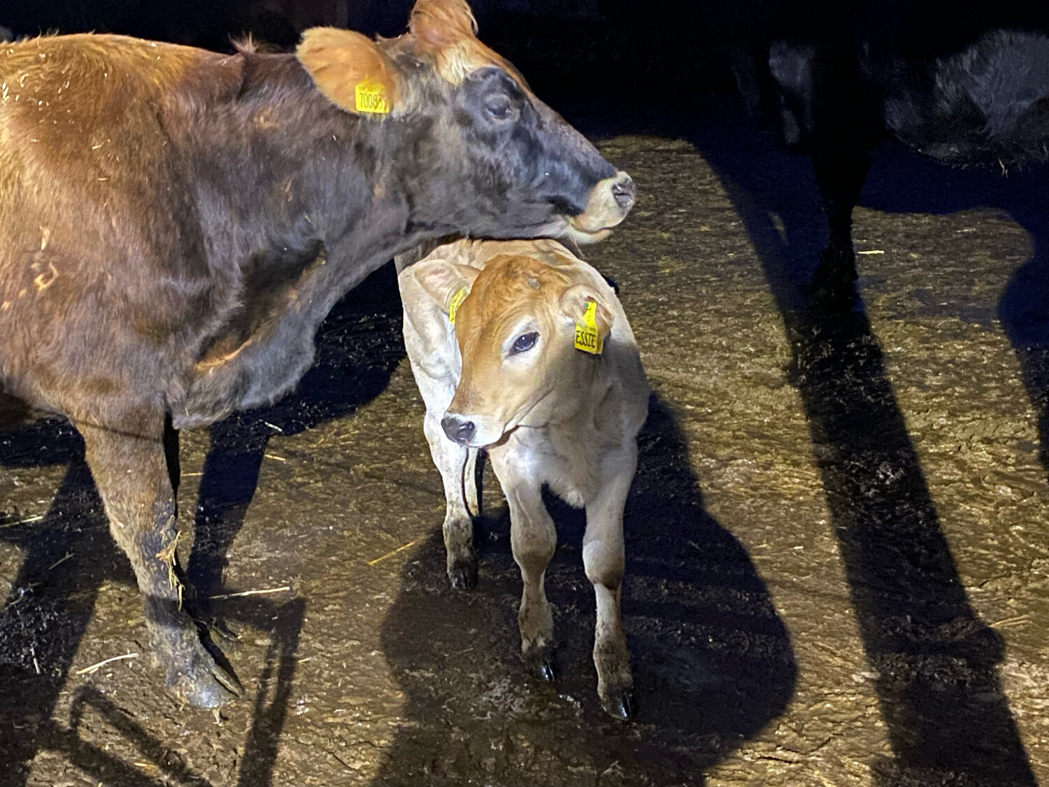 Sponsor A Calf Essie