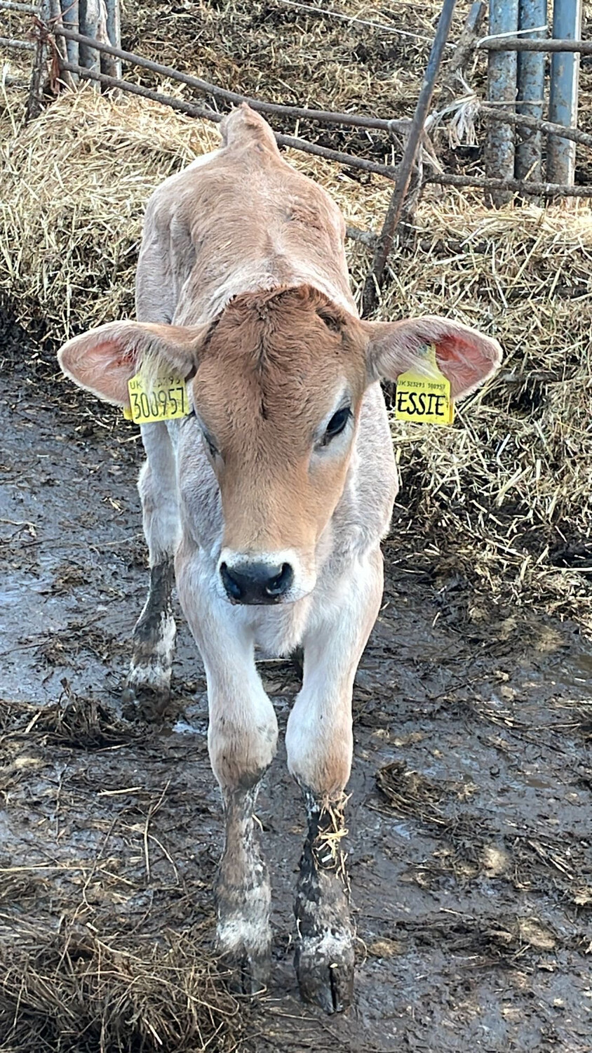 Sponsor A Calf Essie