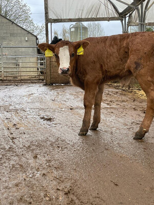 Sponsor A Calf Dolcie