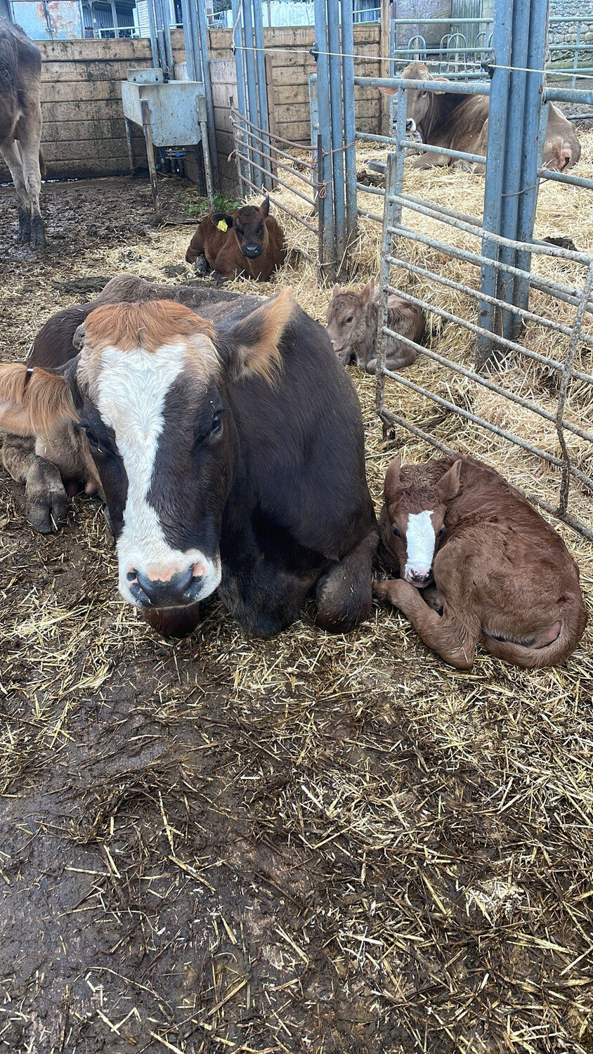 Sponsor A Calf Dolcie