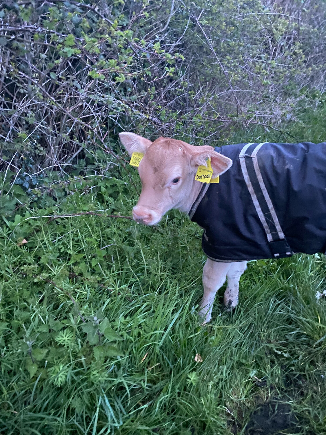 Sponsor A Calf Daffodil