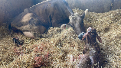 Sponsor A Calf Daffodil