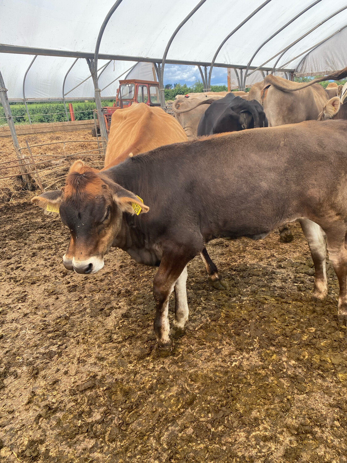 Sponsor A Calf Essie