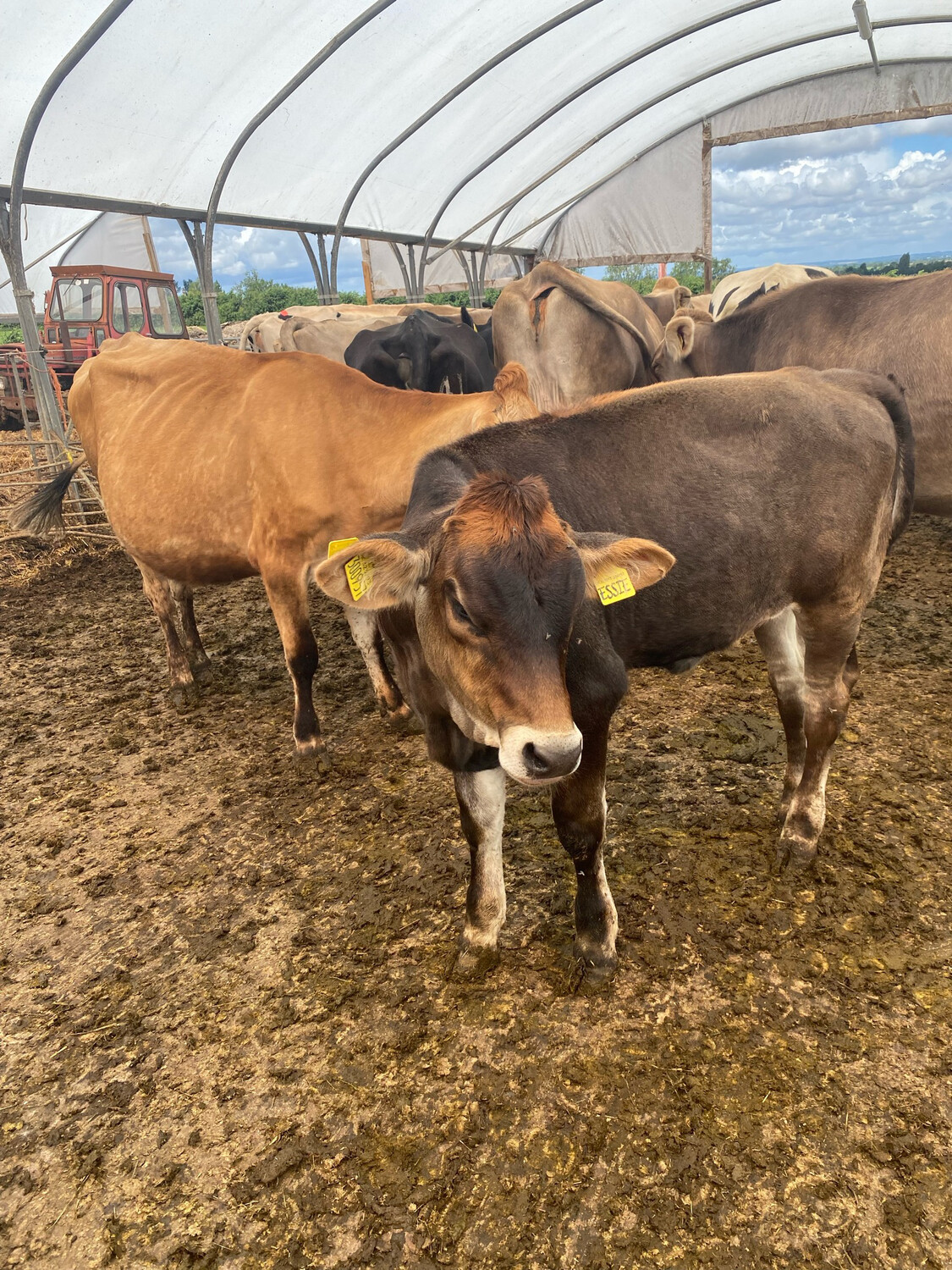 Sponsor A Calf Essie