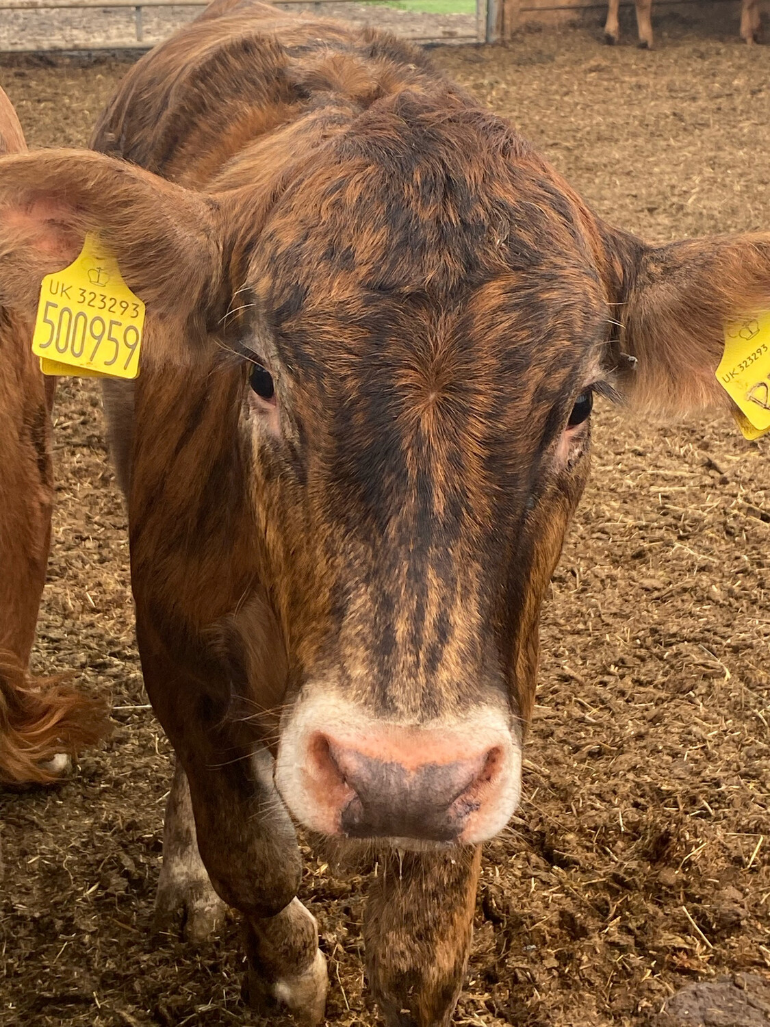 Sponsor A Calf Pria