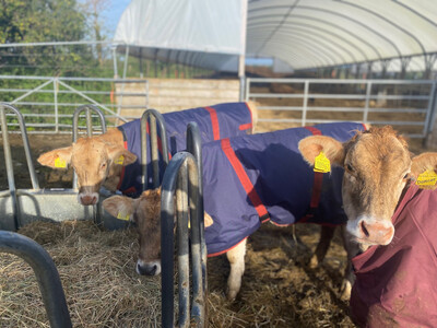 Buy A Calf Coat