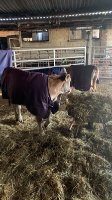 Buy A Calf A Coat