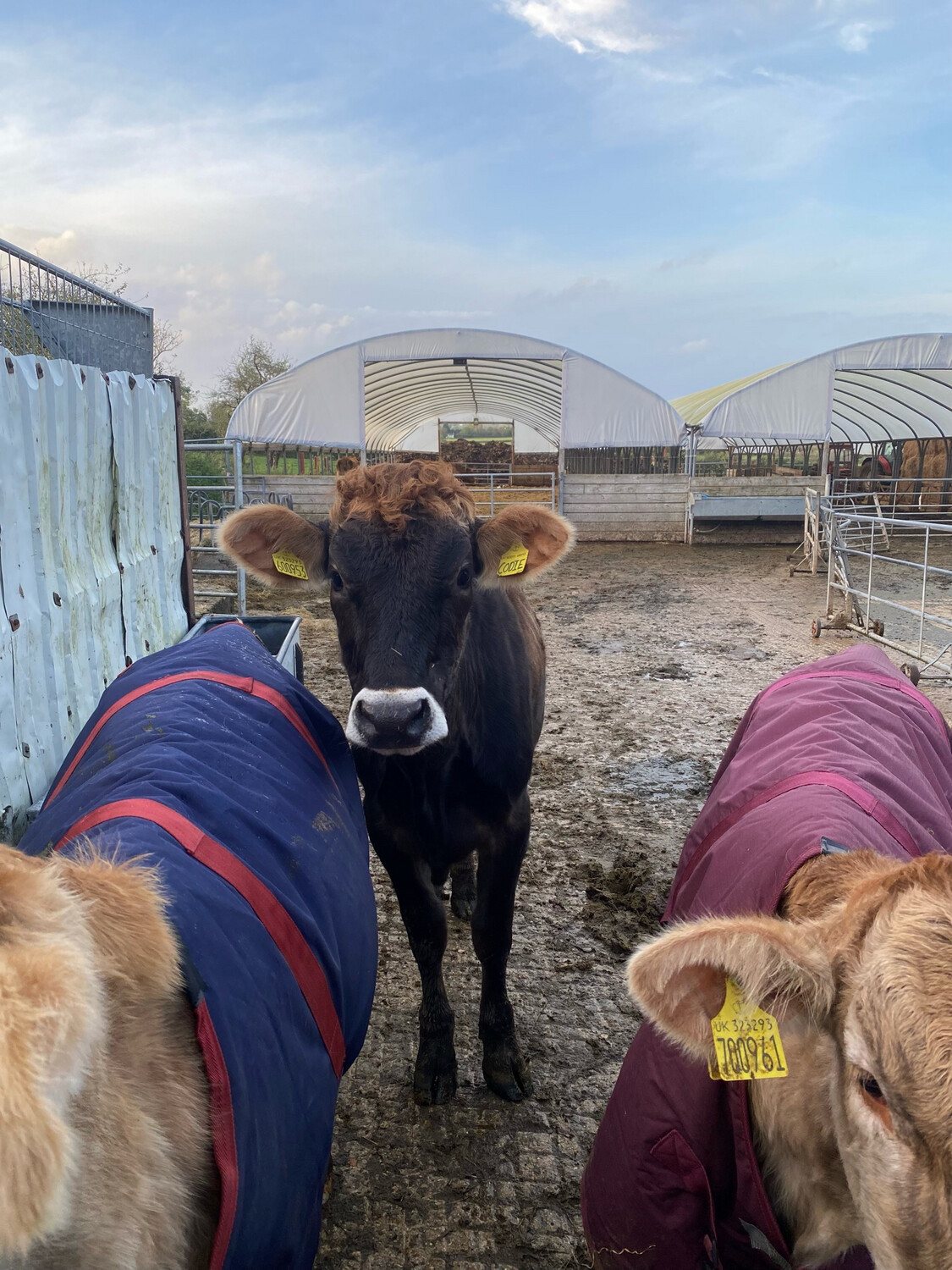 Buy A Calf Coat