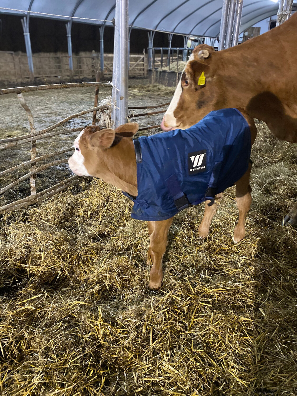 Buy A Calf Coat