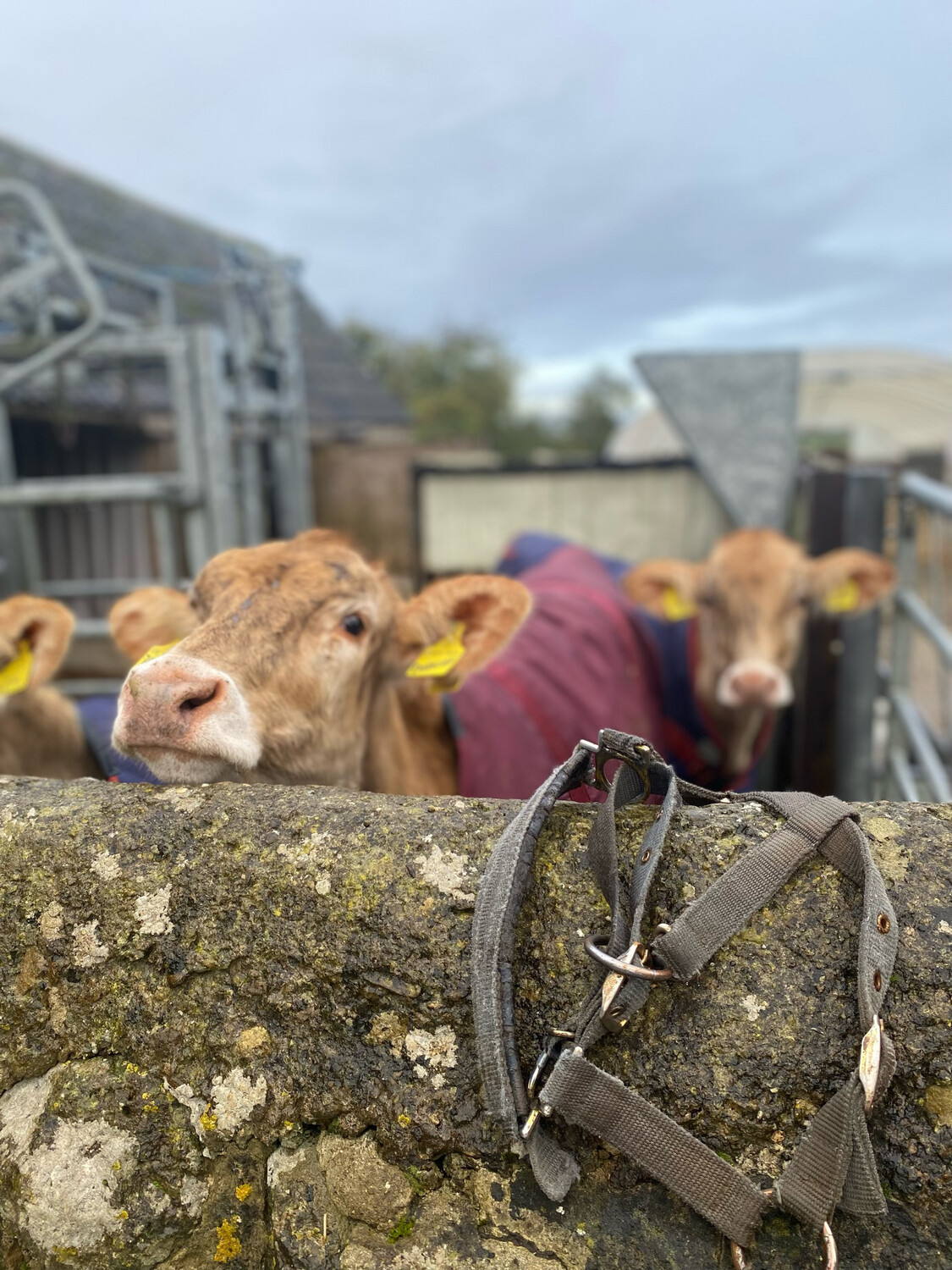 Buy A Calf Coat