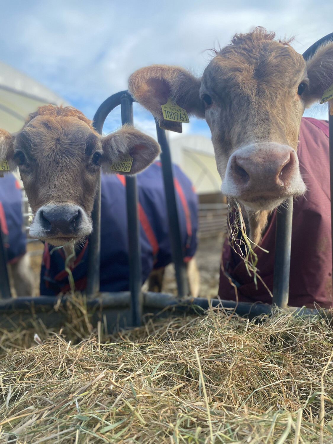 Buy A Calf Coat
