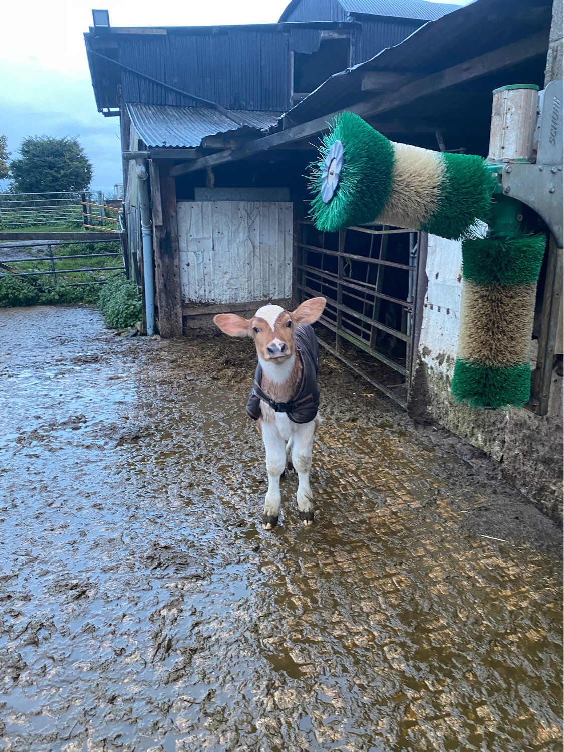 Sponsor A Calf Glory