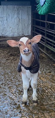 Sponsor A Calf Glory