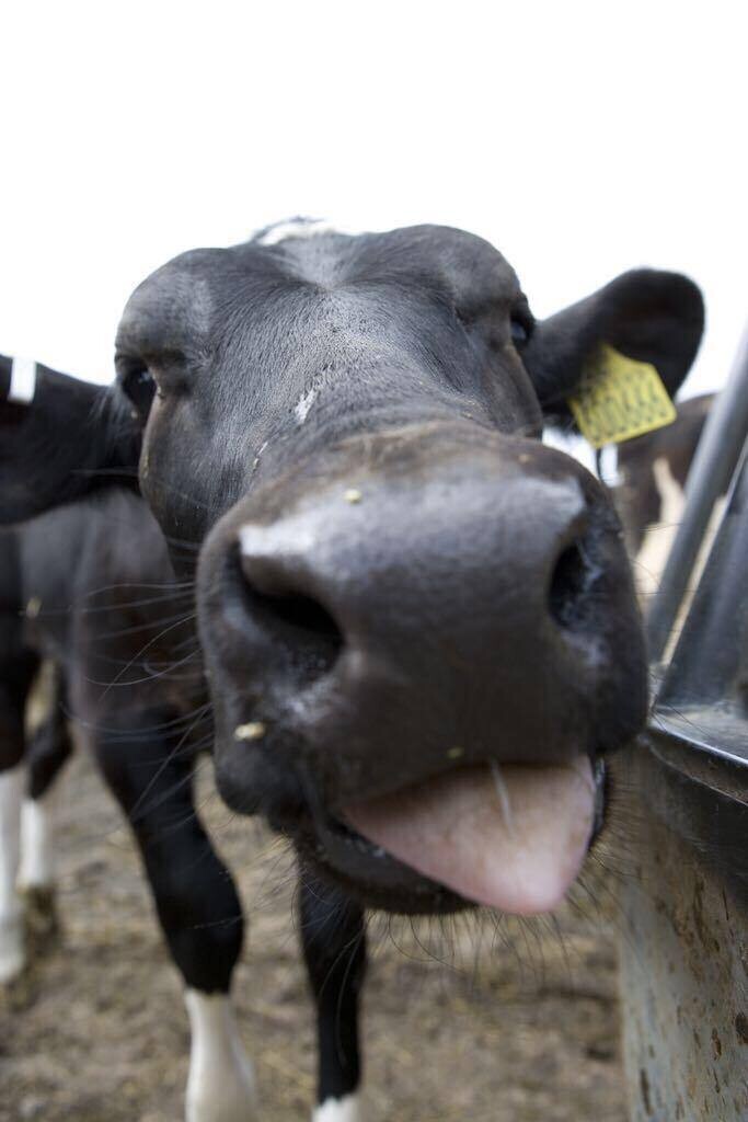 Donate to help our farm