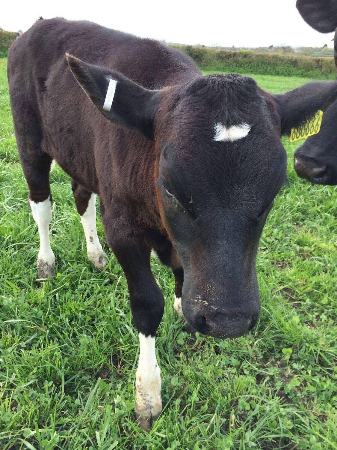 Donate to help our farm