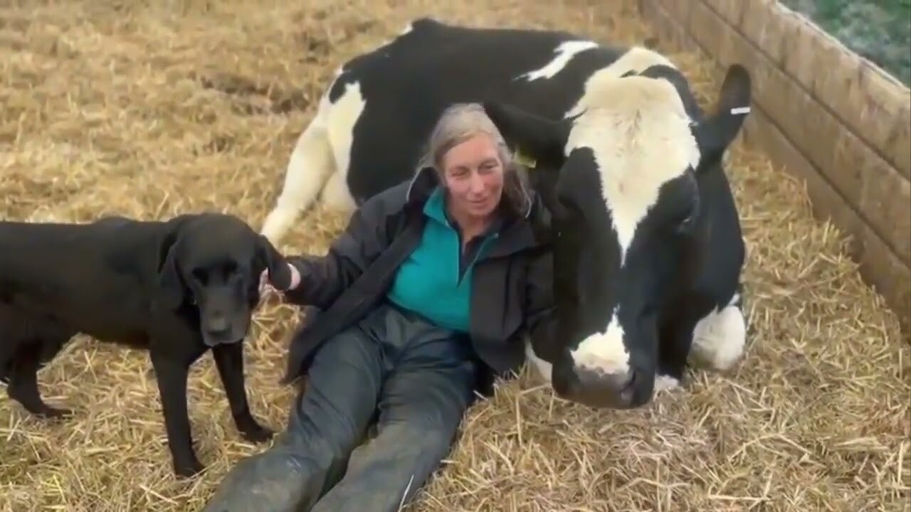 Groom And Hug A Cow