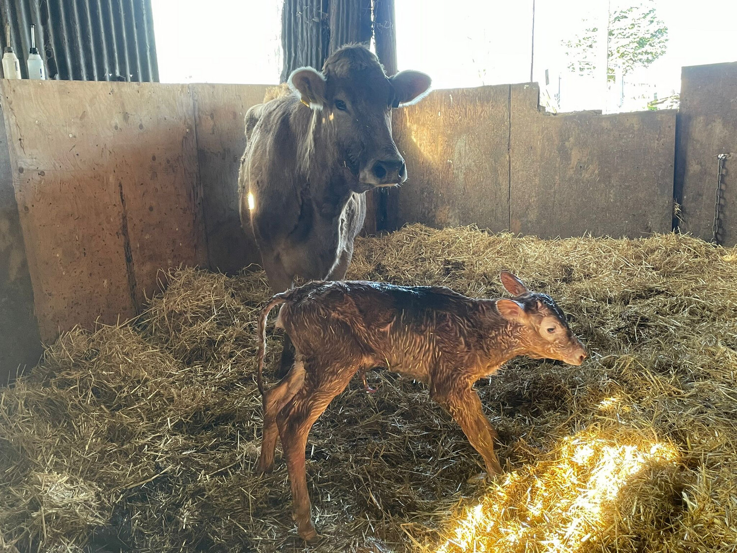 Sponsor A Calf  Dancer