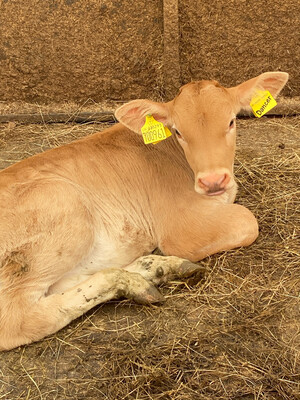 Sponsor A Calf  Dancer