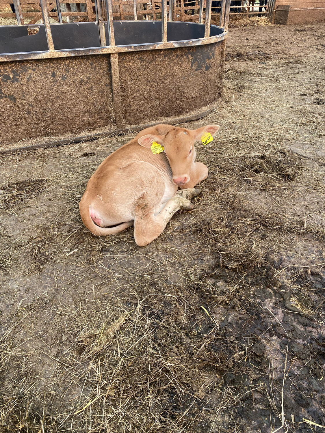 Sponsor A Calf  Dancer