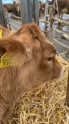 Sponsor a calf Rose