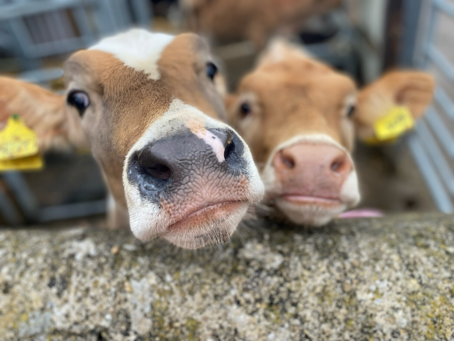 Sponsor a calf Rose
