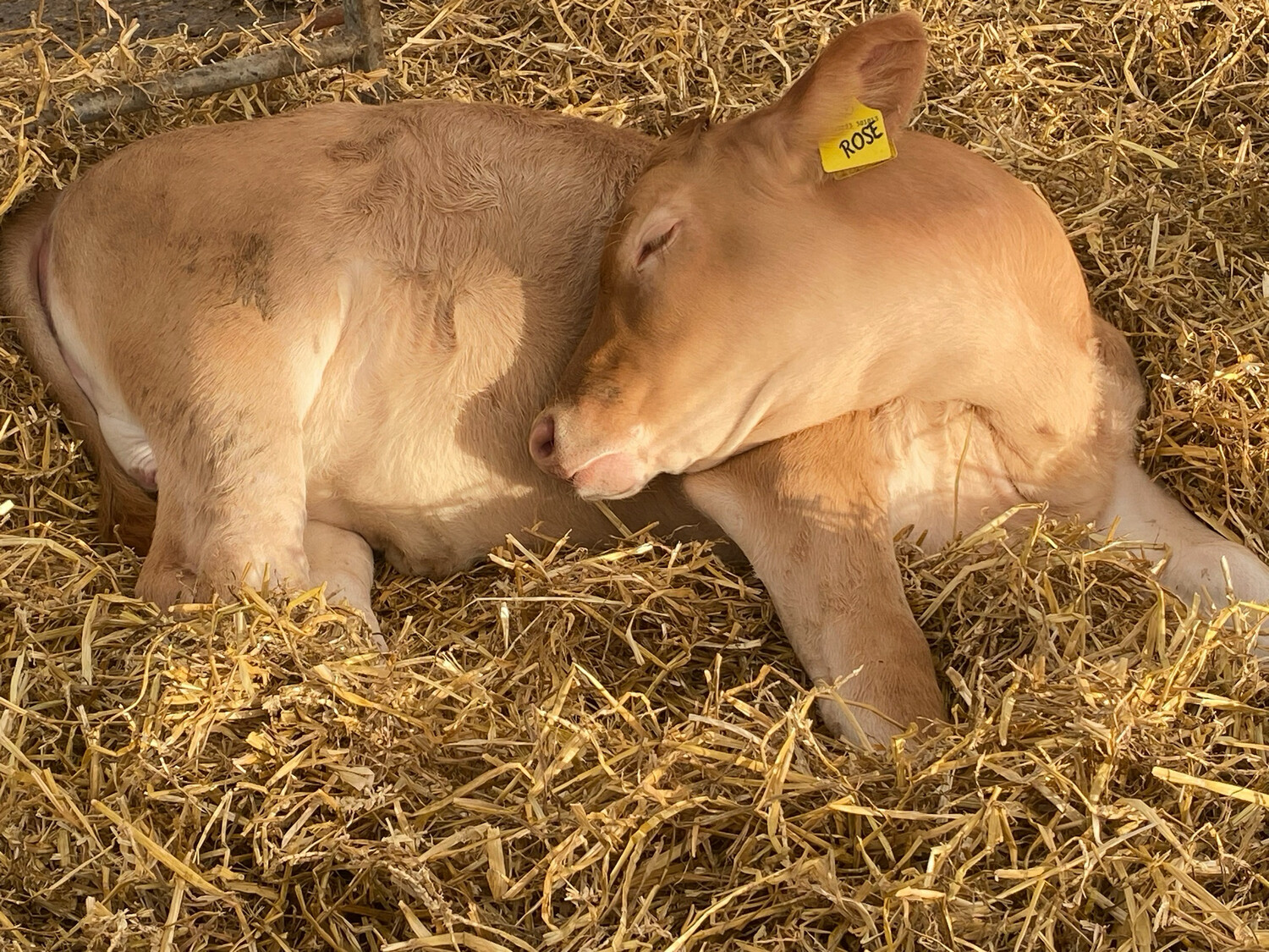Sponsor a calf Rose