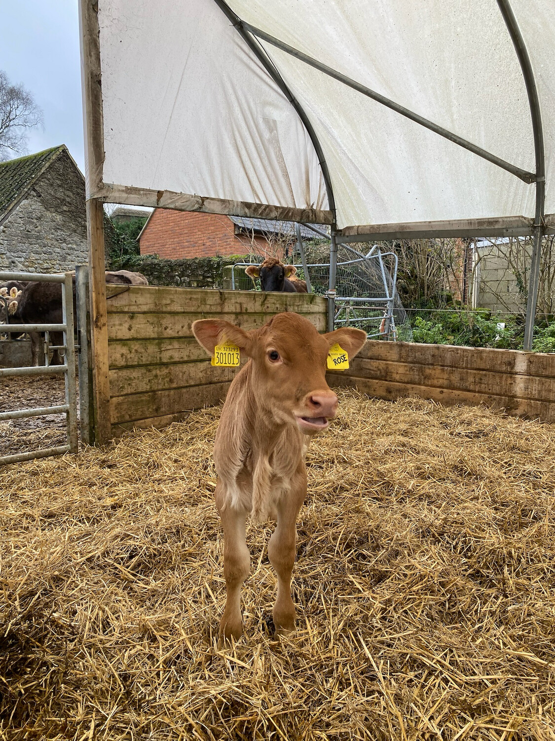 Sponsor a calf Rose