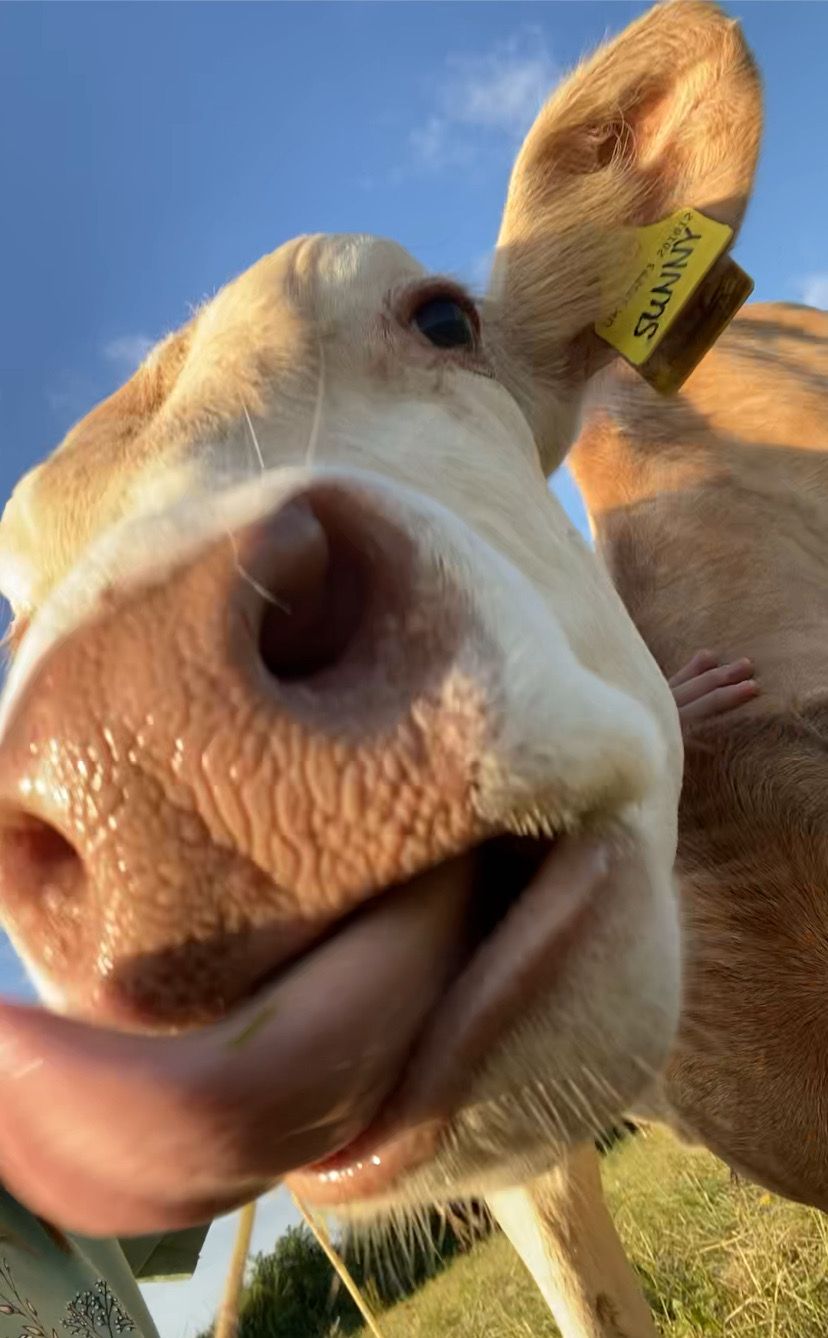 Christmas Cow Cuddling Experience