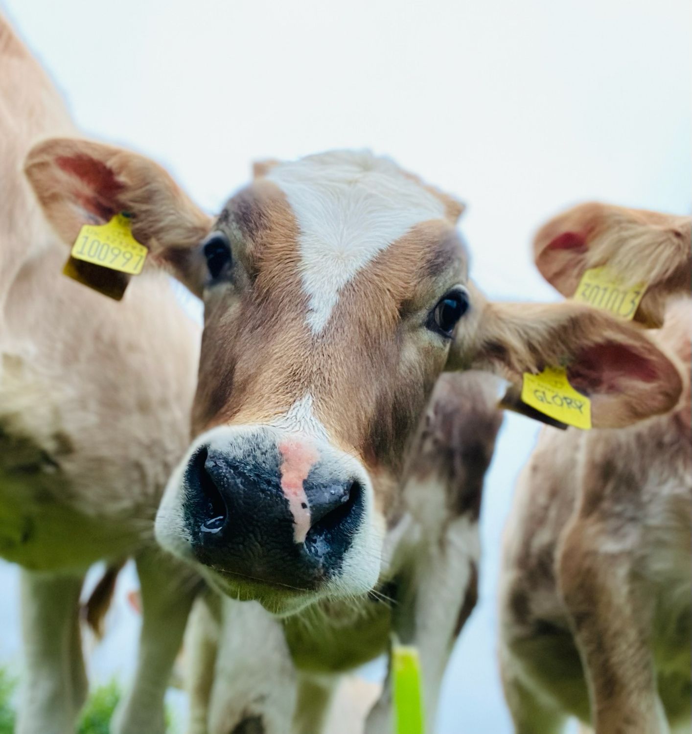 Christmas Cow Cuddling Experience