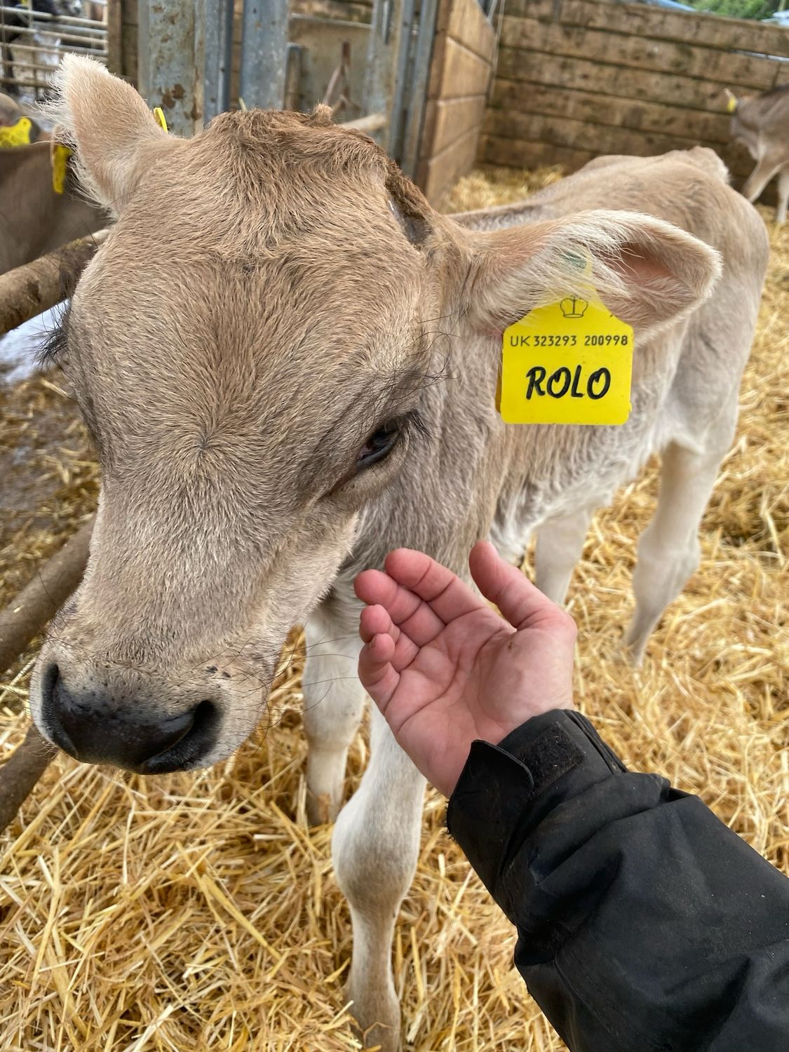 Christmas Cow Cuddling Experience