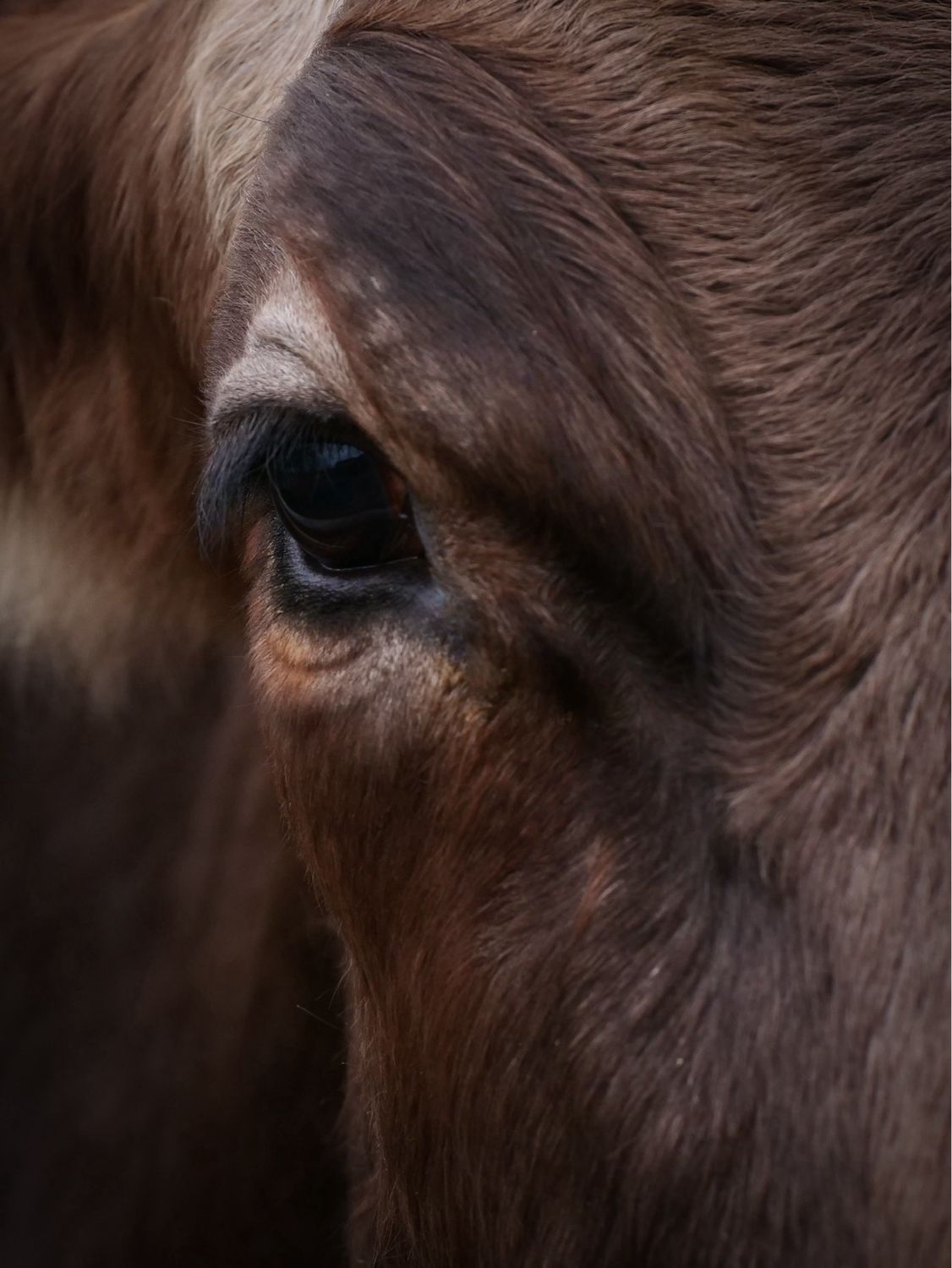 Christmas Cow Cuddling Experience