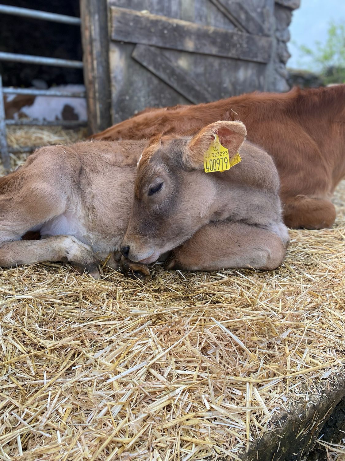 Christmas Cow Cuddling Experience