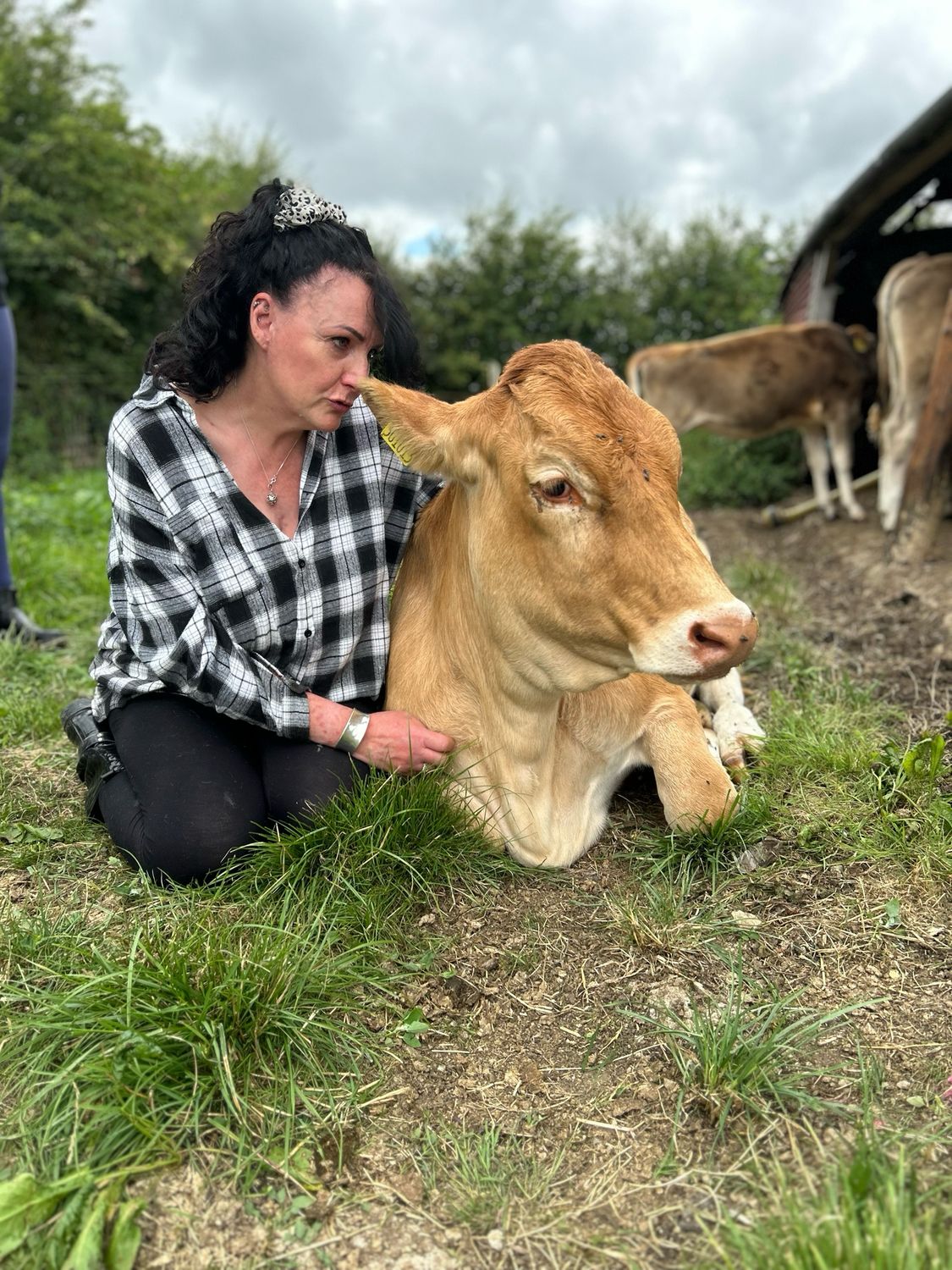 Christmas Cow Cuddling Experience
