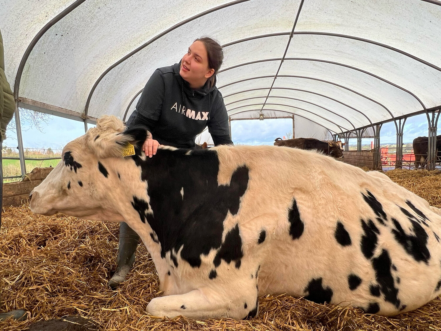 The Cow Cuddling Experience: Calm, Connection, and Comfort