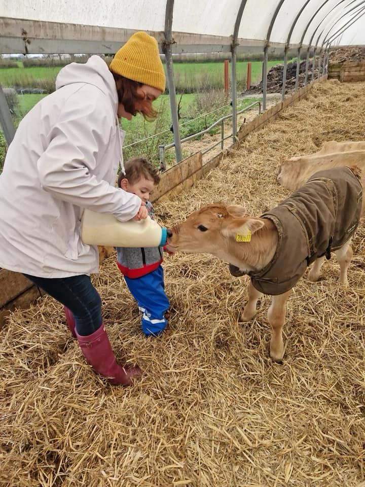 The Cow Cuddling Experience: Calm, Connection, and Comfort