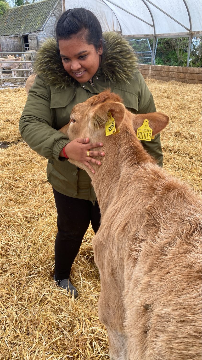 The Cow Cuddling Experience: Calm, Connection, and Comfort