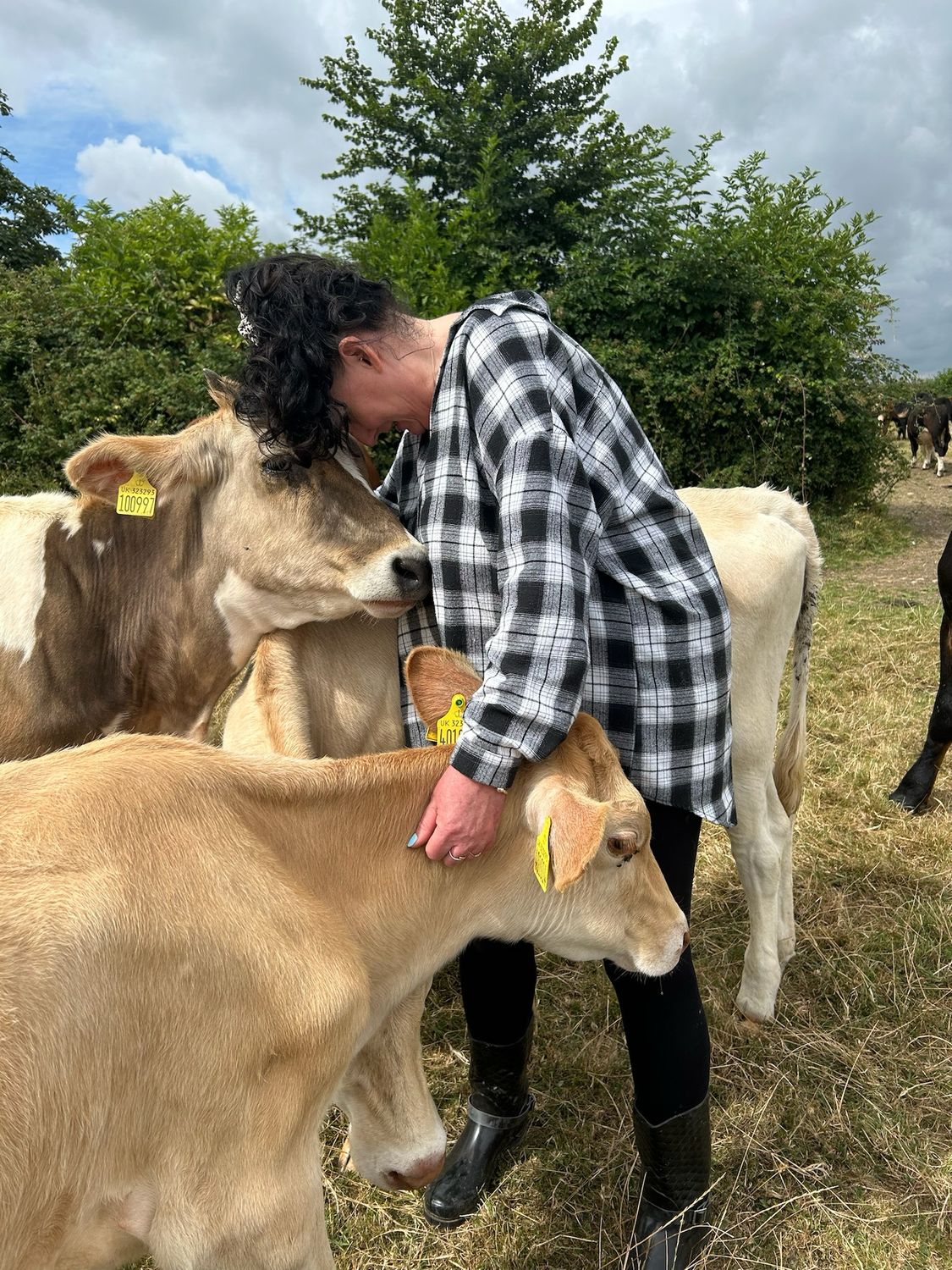 The Cow Cuddling Experience: Calm, Connection, and Comfort