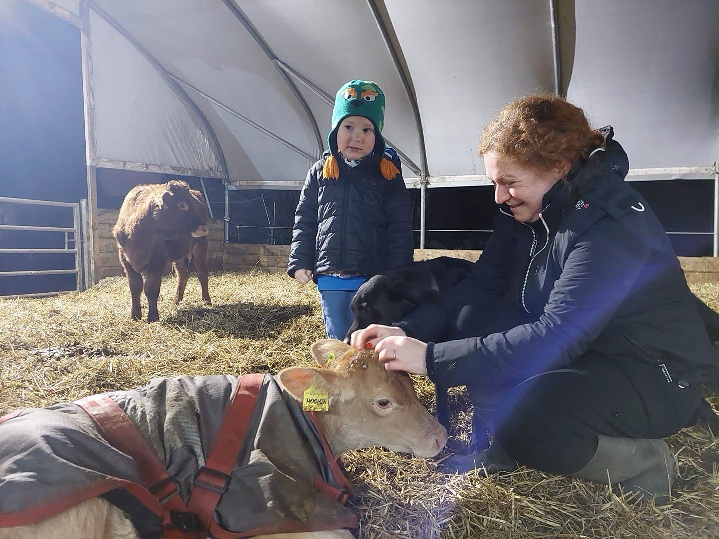The Cow Cuddling Experience: Calm, Connection, and Comfort