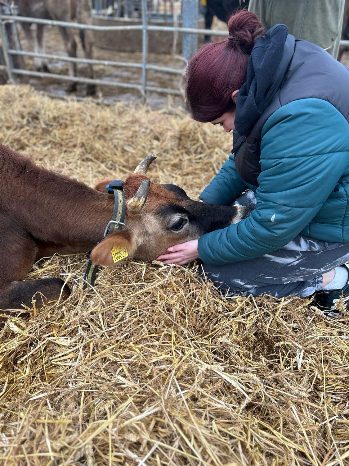 The Cow Cuddling Experience: Calm, Connection, and Comfort