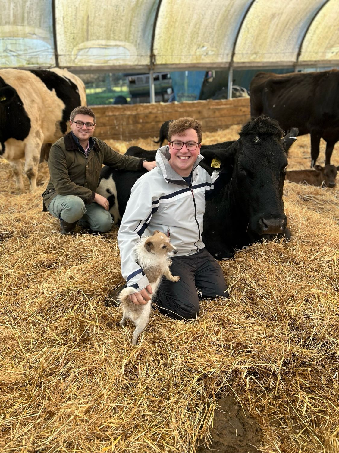 The Cow Cuddling Experience: Calm, Connection, and Comfort