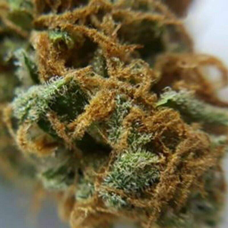 Black Indica