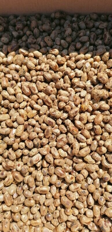 Gehörnte Mauerbienen Kokons 100 Stück Gehörnte Mauerbienen Kokons 100 Stück