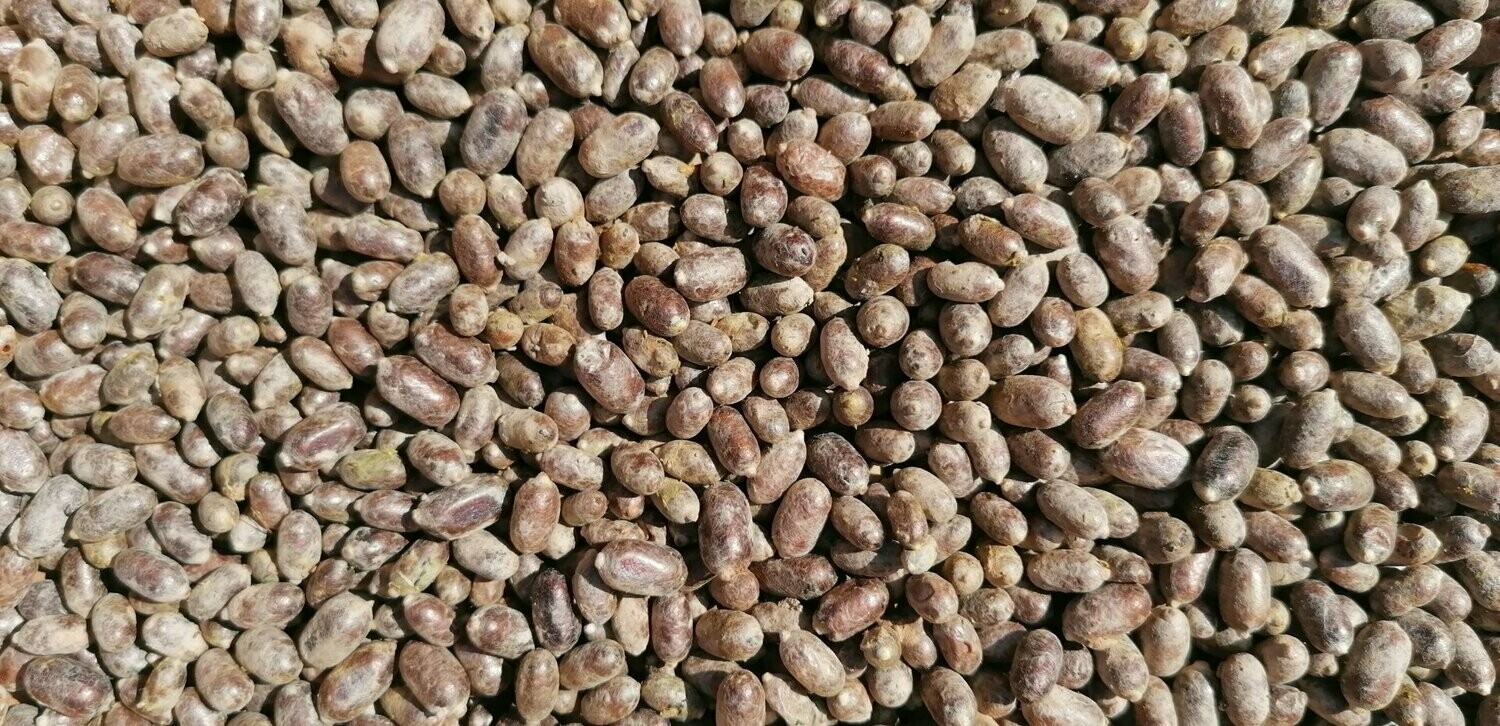 Rote Mauerbienen Kokons 500 Stück