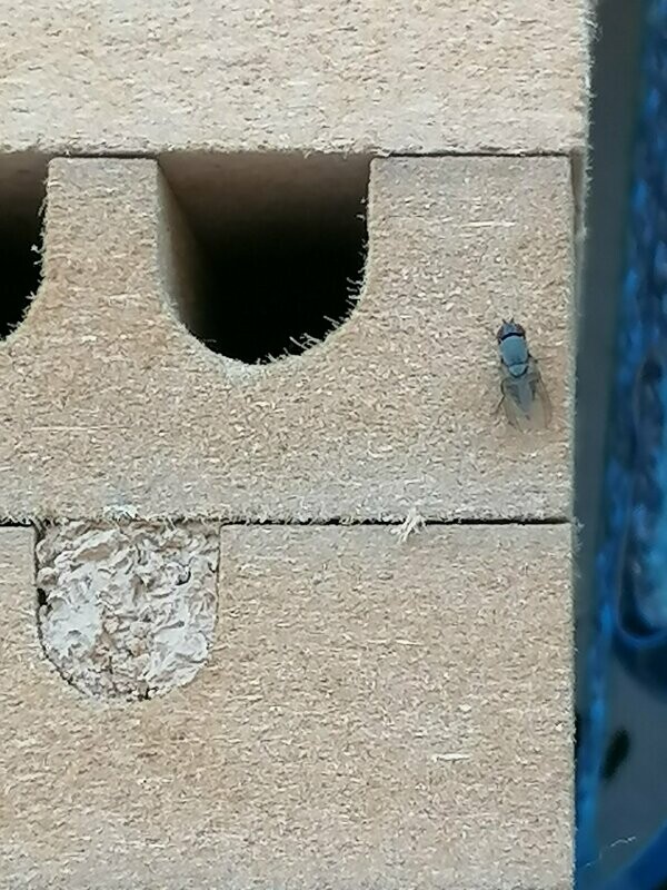 Anleitung zur Handhabung von Mauerbienen