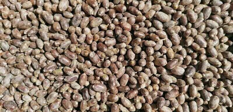 Rote Mauerbienen Kokons 500 Stück Rote Mauerbienen Kokons 500 Stück