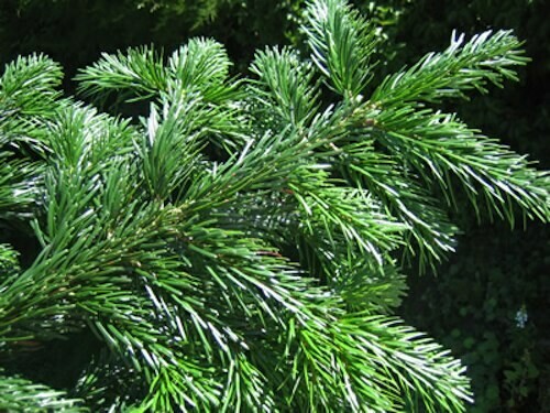 Sapin Nordmann