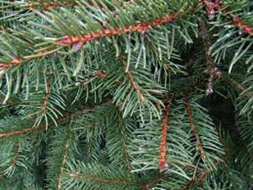 Sapin Epicea