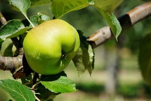 Apples (Bramley) - Kg