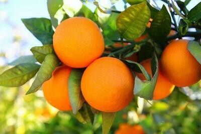 Oranges - Each