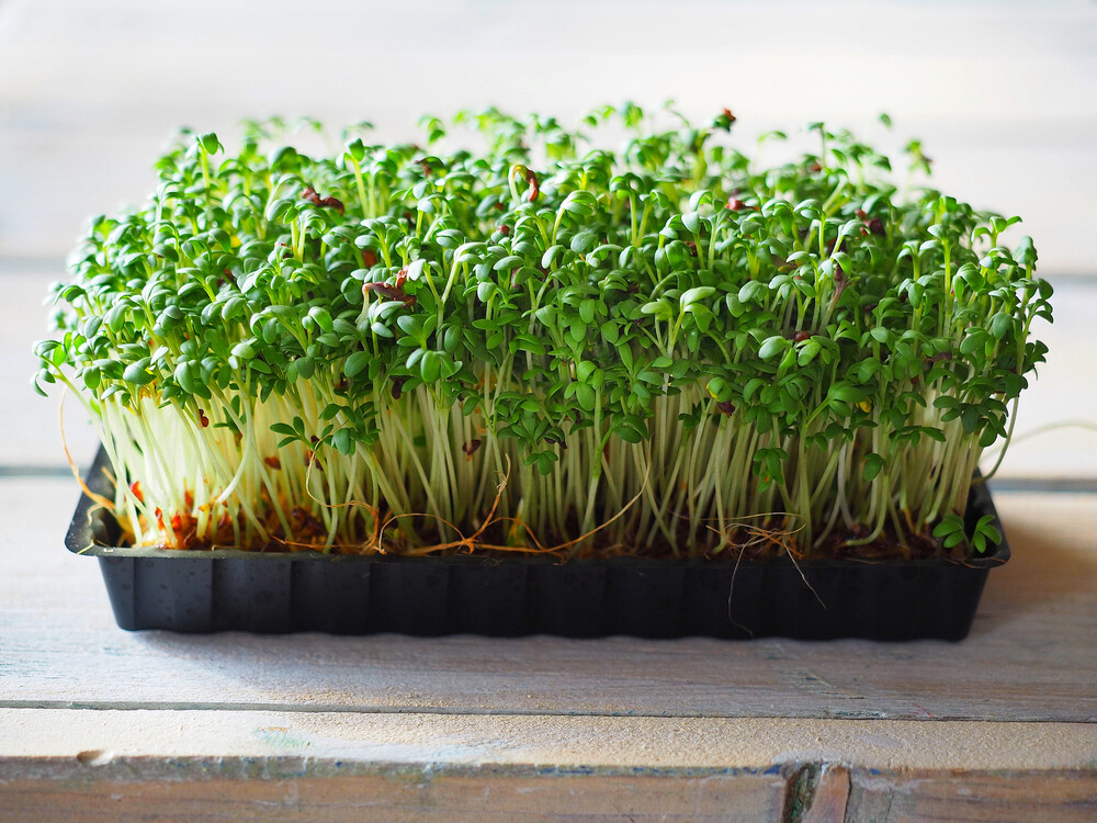 Salad Cress - Punnet